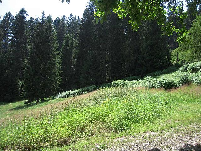 natur_christophstal_v7